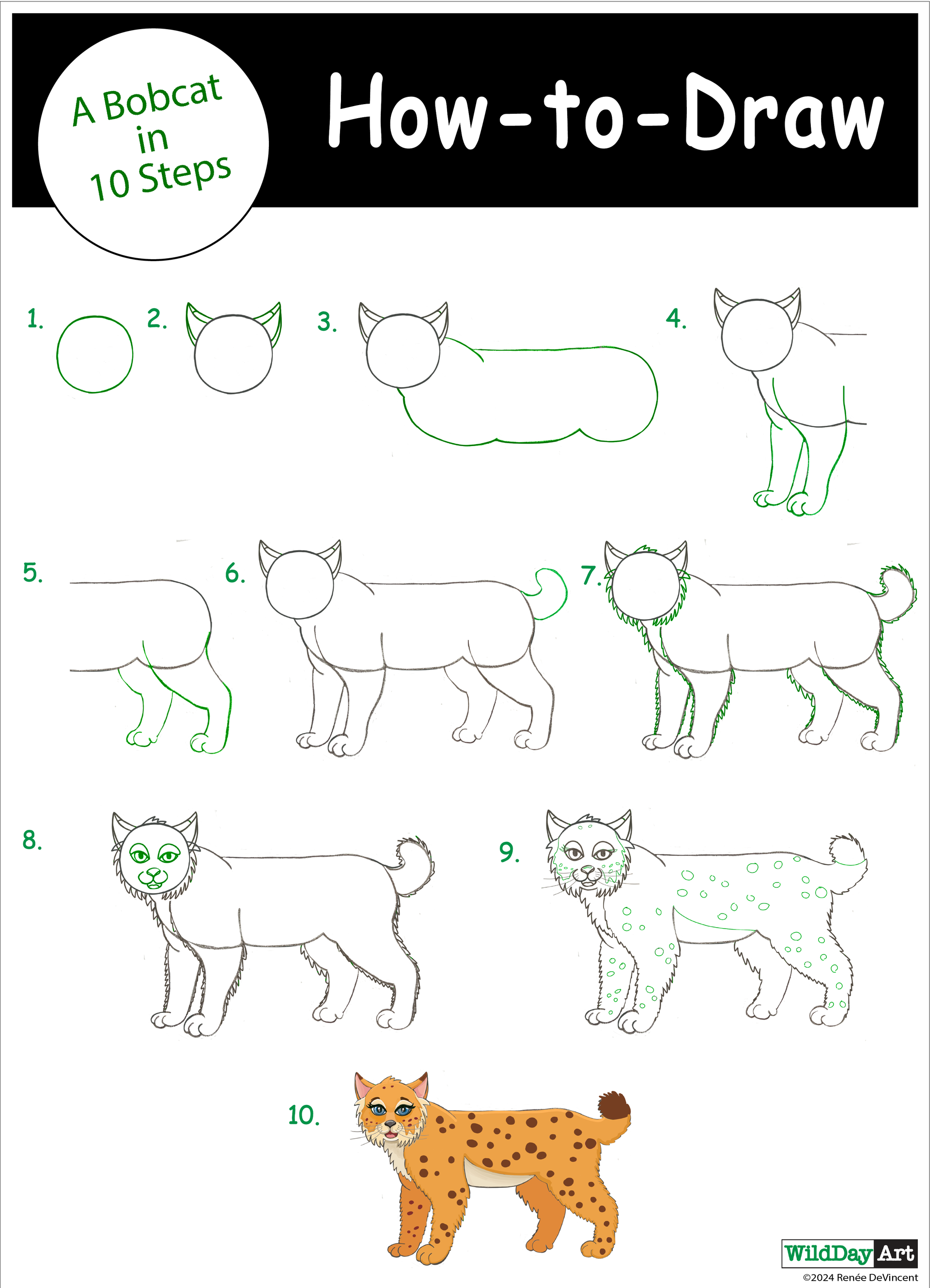 How to draw a bobcat in 10 steps