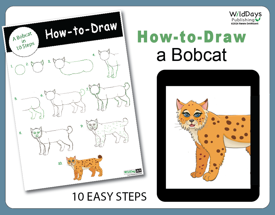 How to draw a bobcat in 10 easy steps