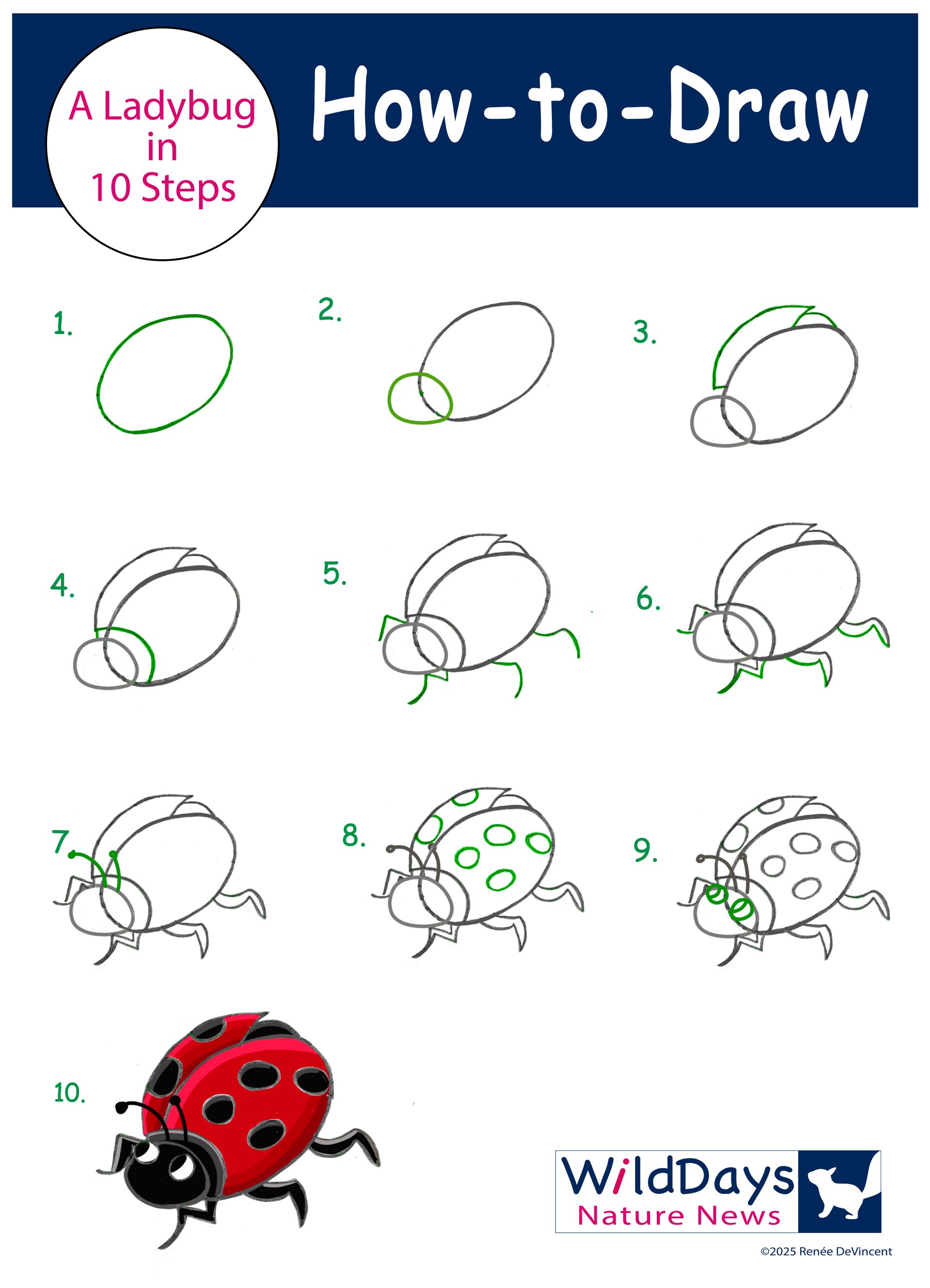 How to draw a ladybug in 10 steps