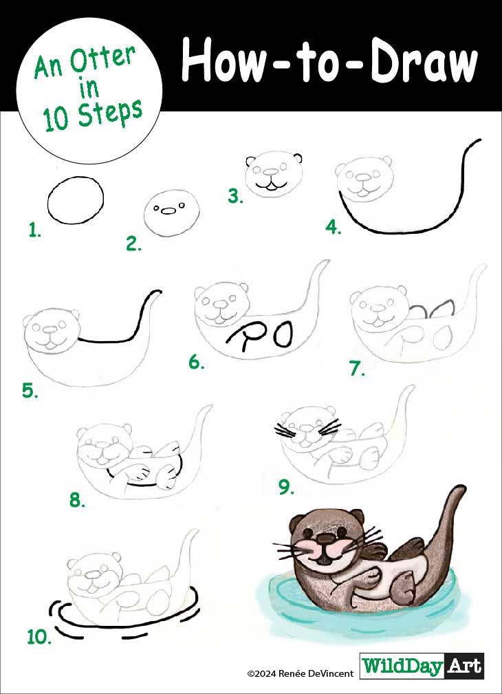 How to draw an otter in 10 steps