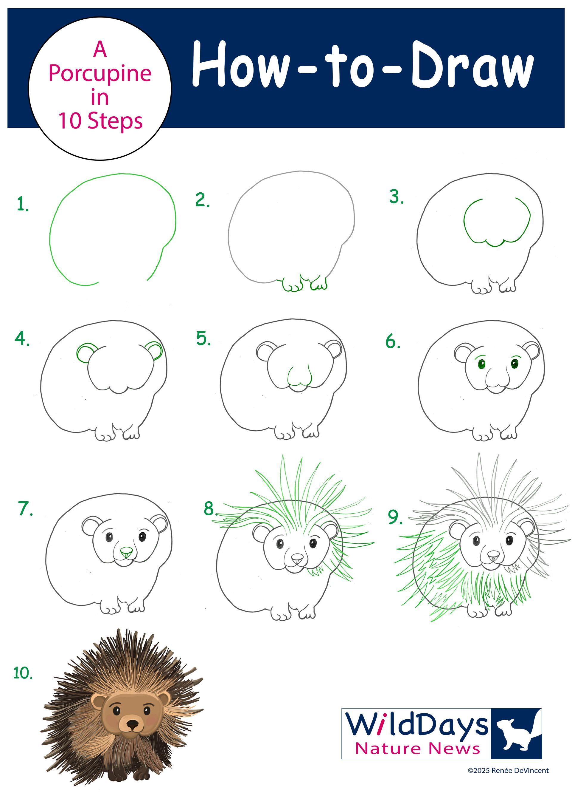 How to draw a porcupine in 10 steps. Step-by-step illustrations in green and brown.