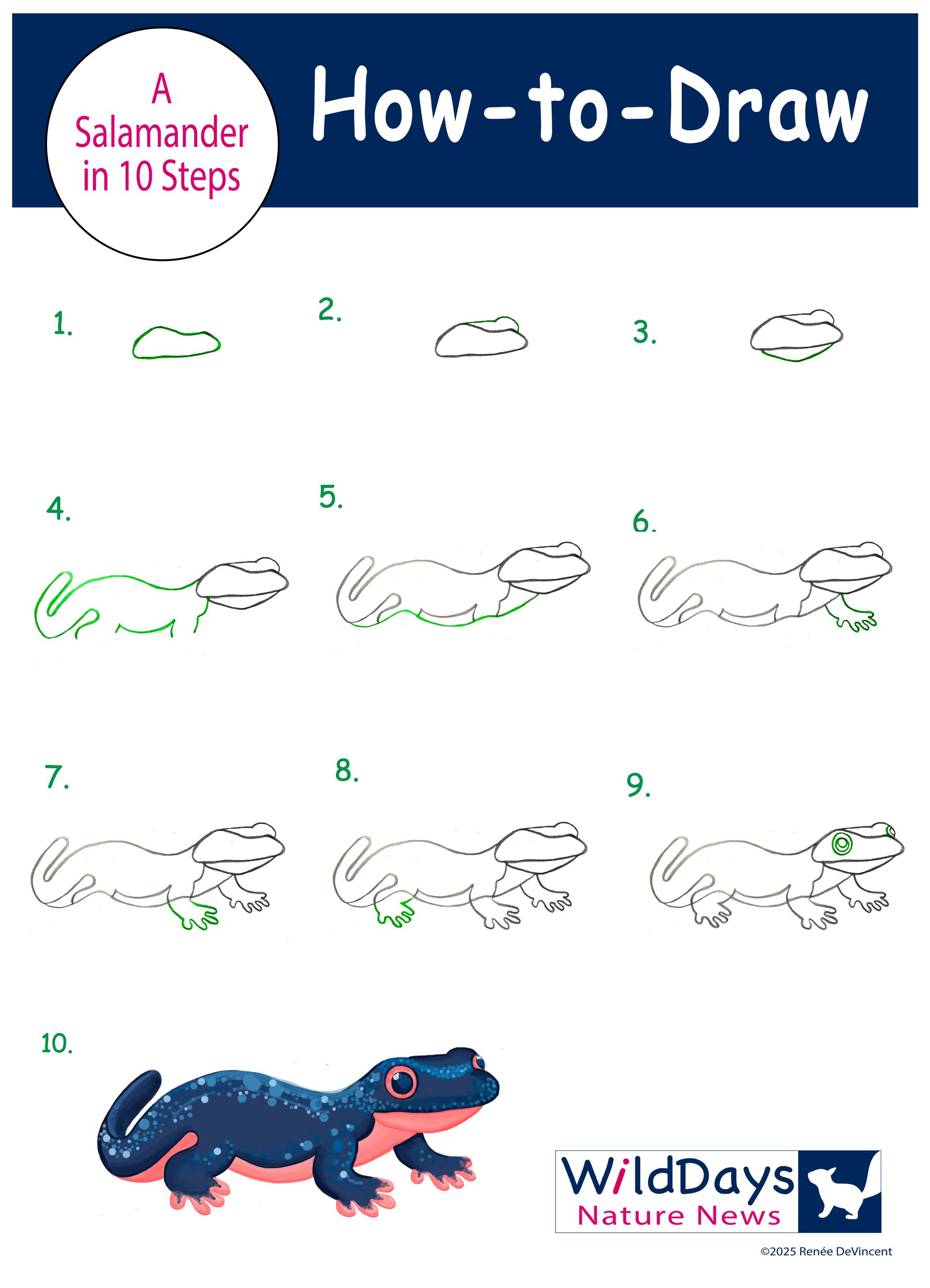A poster showing how to draw a salamander in 10 steps.