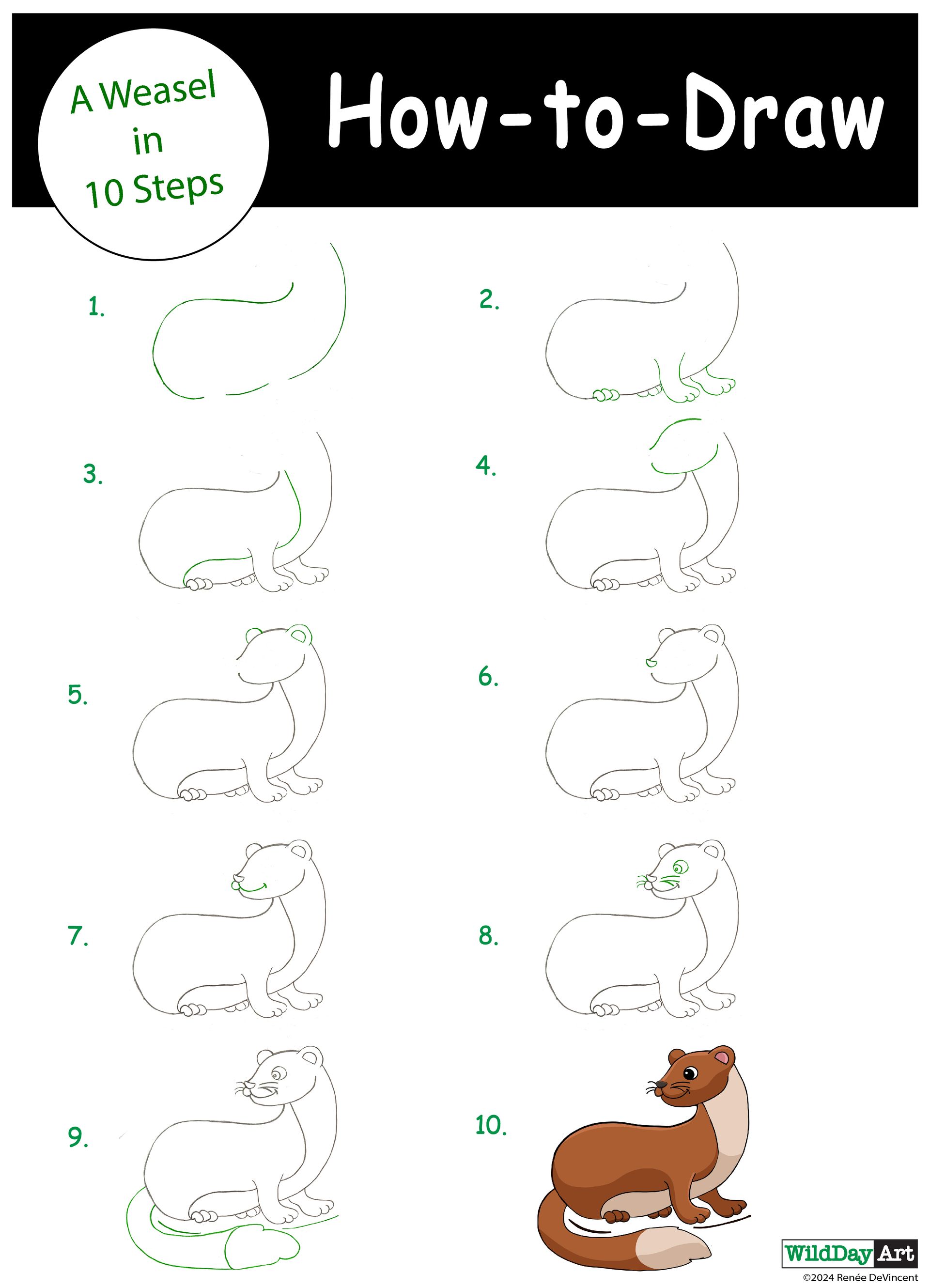 How to draw a weasel in 10 steps