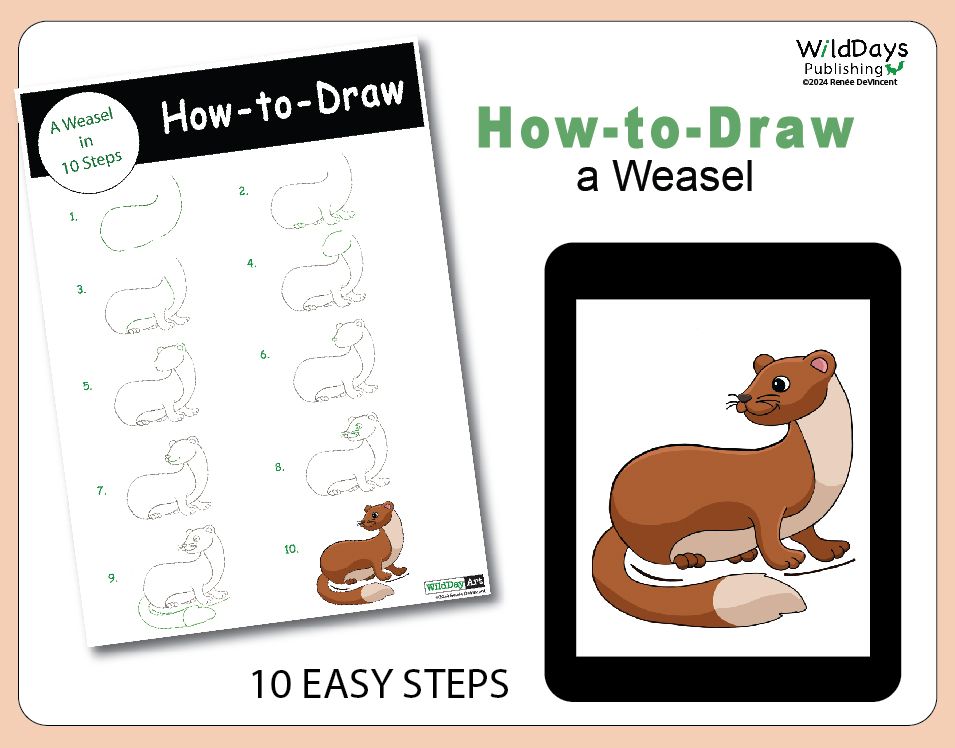 How to draw a weasel in 10 easy steps
