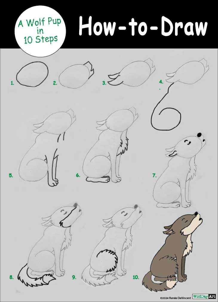 How to draw a wolf pup in 10 steps