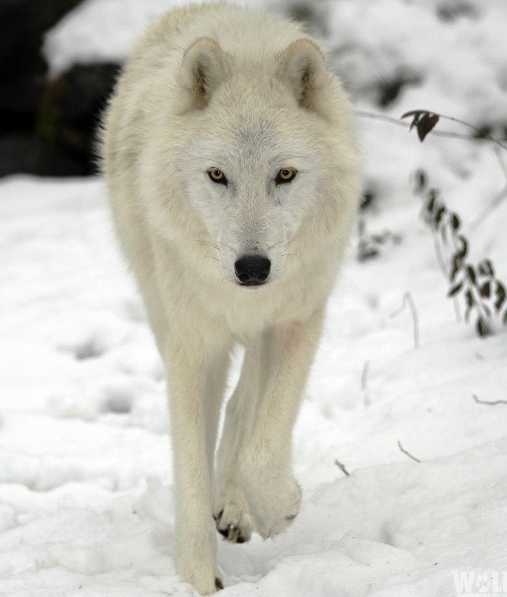 An Arctic Wolf named Atka at the International Wolf Center