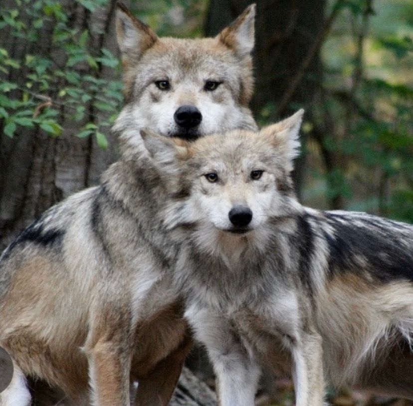 Trumpet as a juvenile with her mom Rosa, at the International Wolf Center