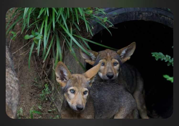 Red Wolf Pups at the Red Wolf Coalition