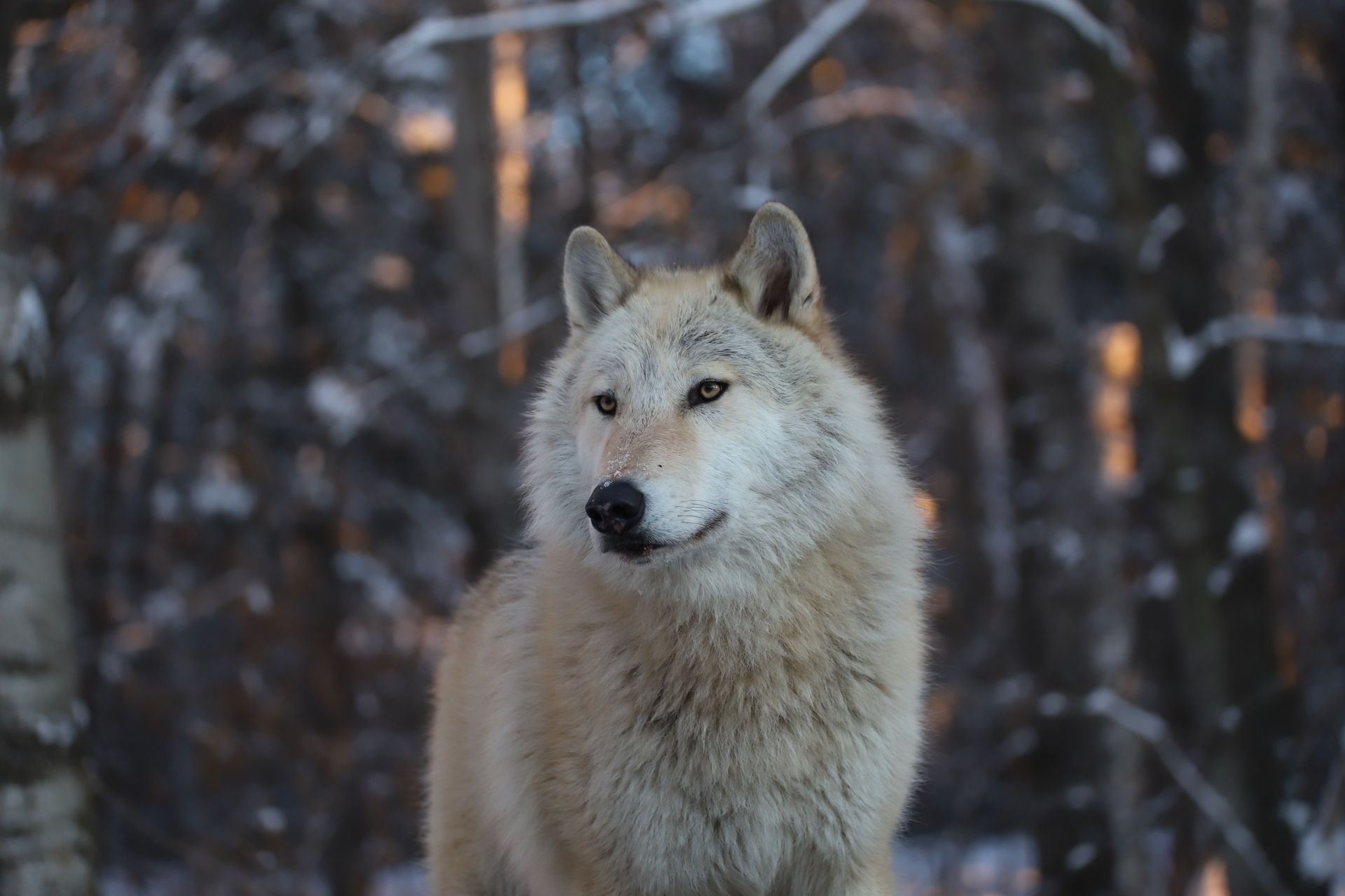 a wolf is standing in the snow in the woods looking at the camera .