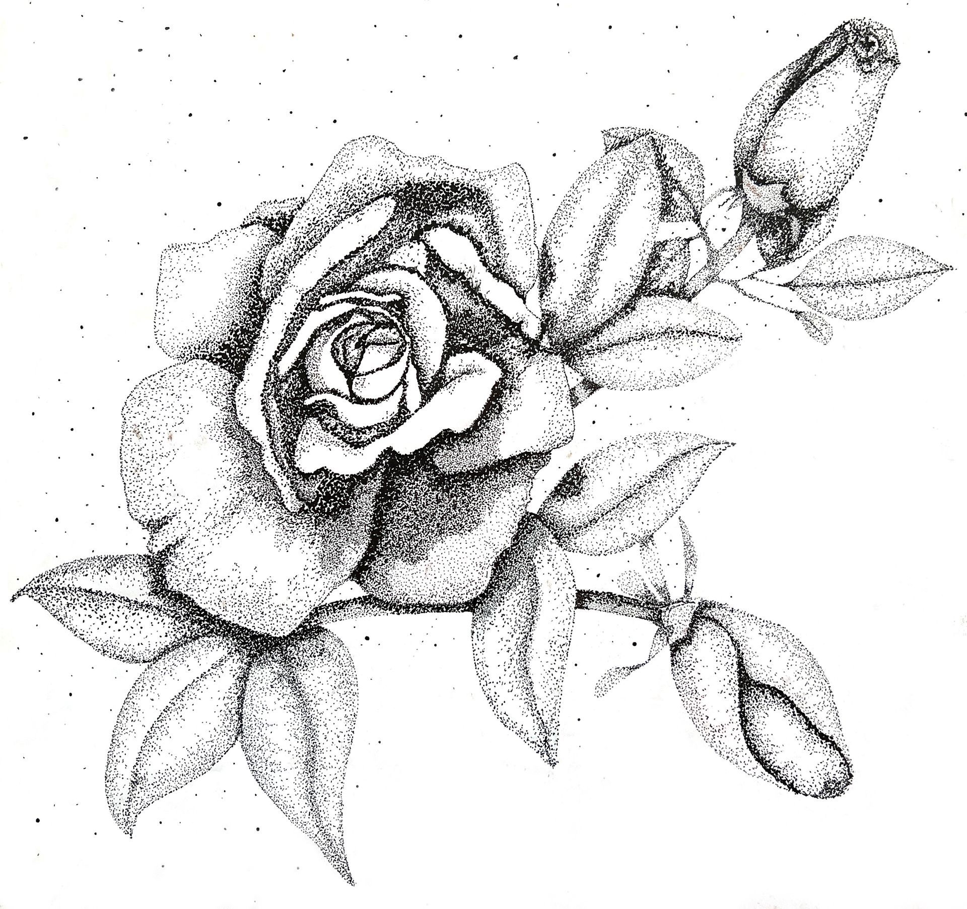 A black and white ink pointillism drawing of a rose with leaves