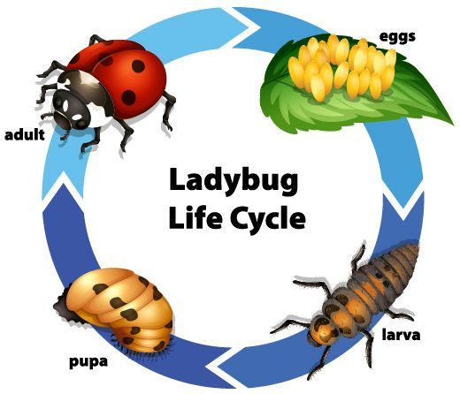 A diagram showing the life cycle of a ladybug