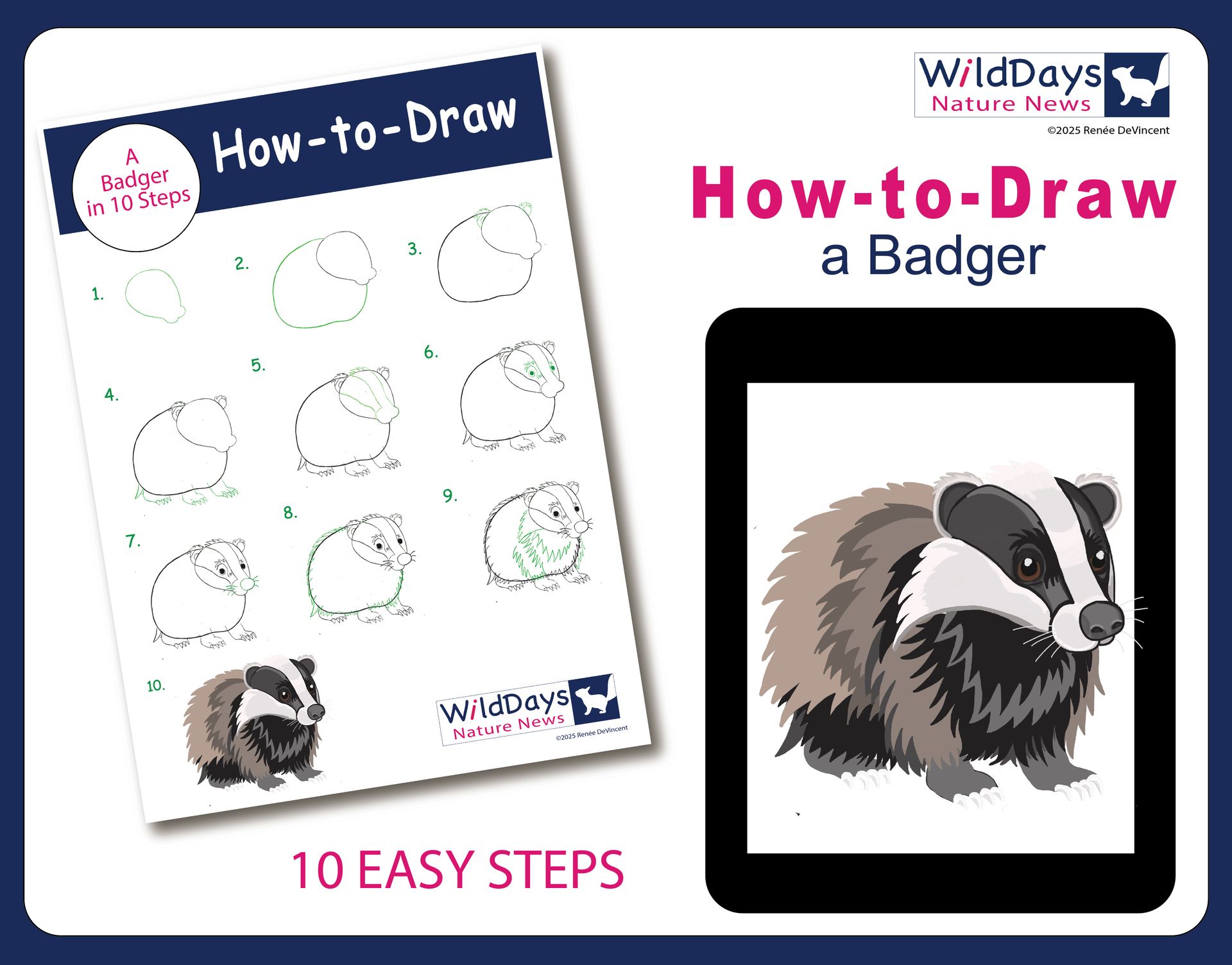 How to draw a Badger in 10 easy steps