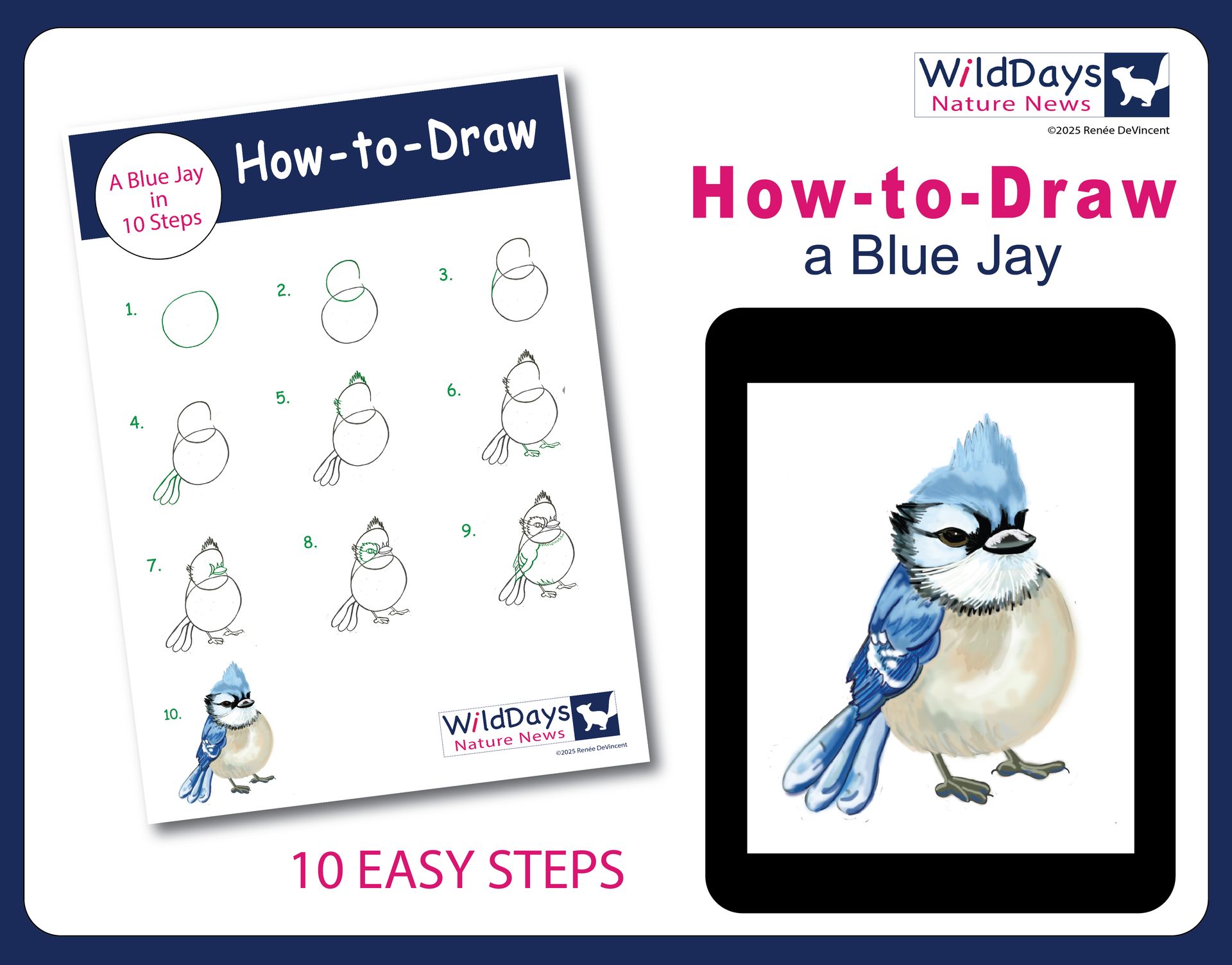 How to draw a blue jay in 10 easy steps