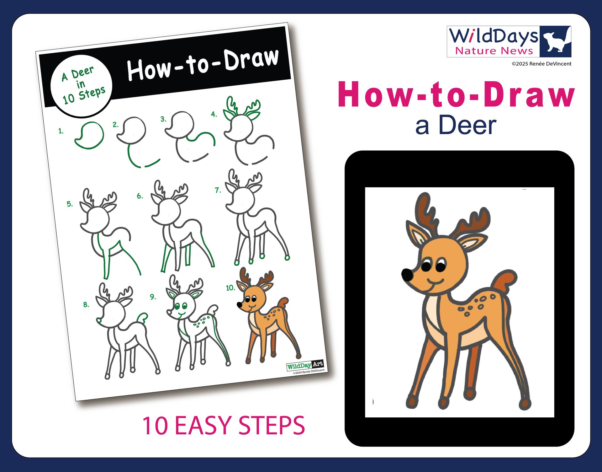 How to draw a deer in 10 easy steps