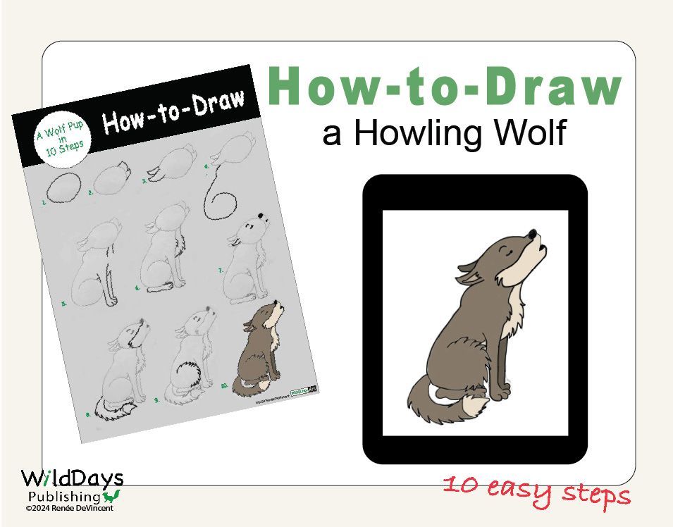 How to draw a howling wolf in 10 easy steps