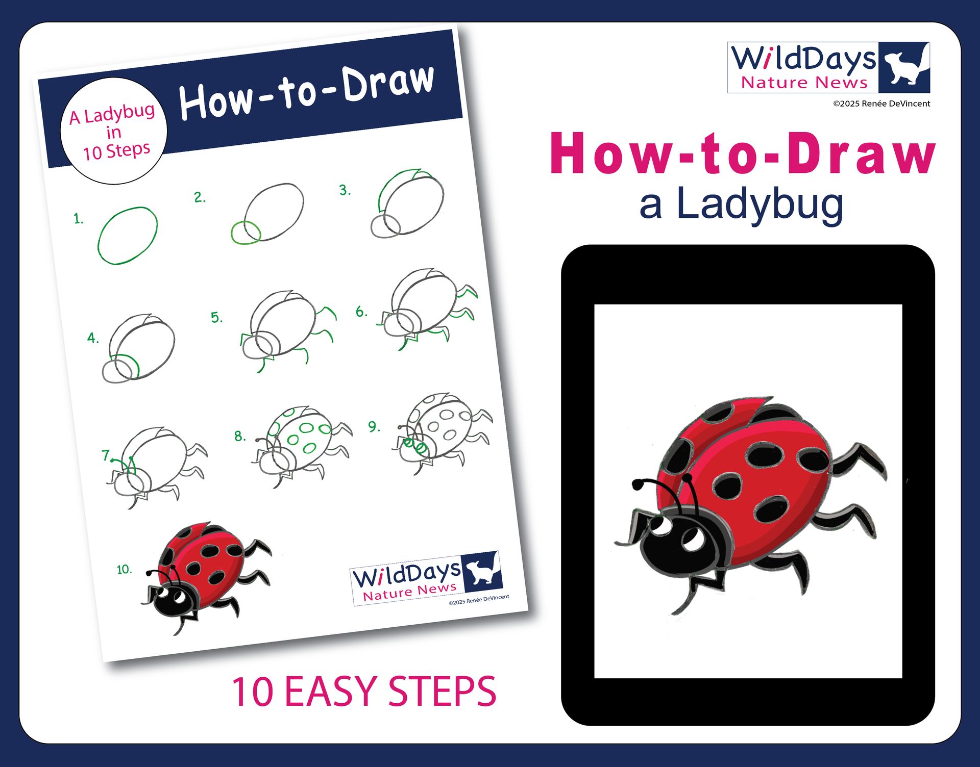 How to draw a ladybug in 10 easy steps