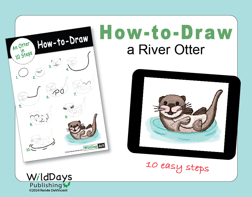How to draw a river otter in 10 easy steps