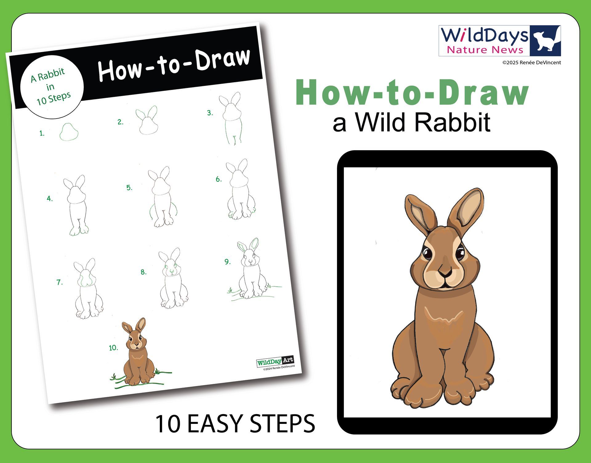 How to draw a wild rabbit in 10 easy steps