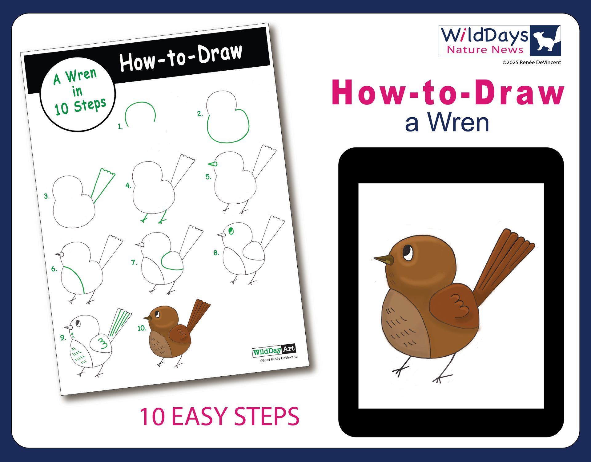 How to draw a wren in 10 easy steps