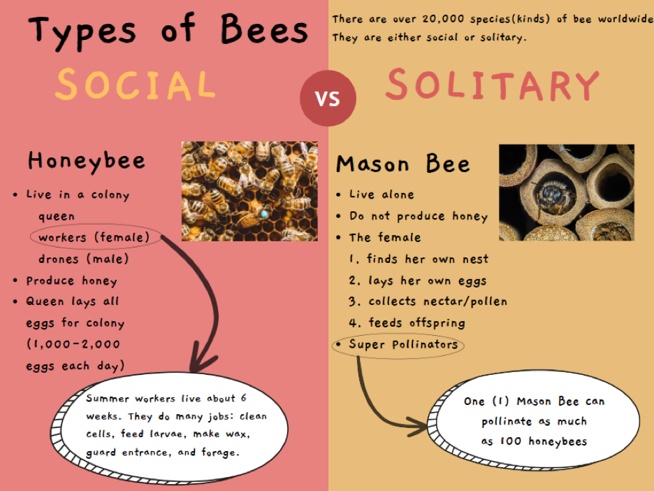 Types of Bees Diagram by Nocola Williams