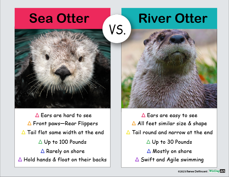 A sea otter and a river otter are shown side by side