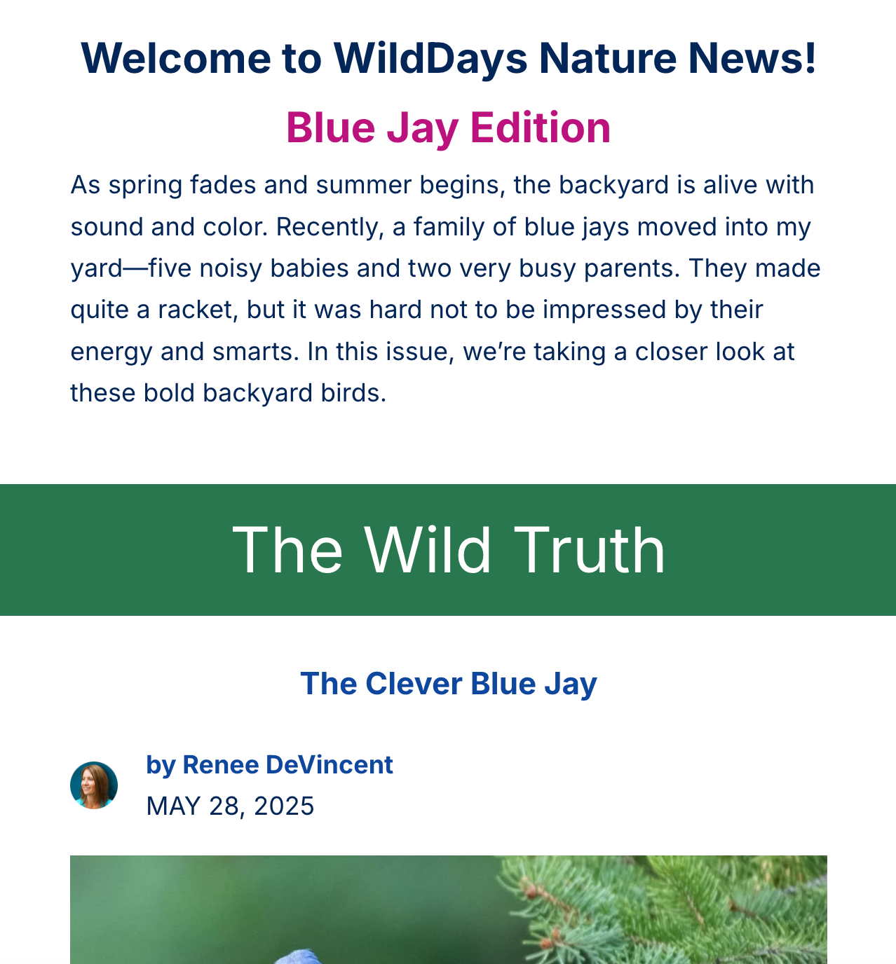 WildDays Nature News: Blue Jay Edition. Newsletter article about blue jays with a headline 
