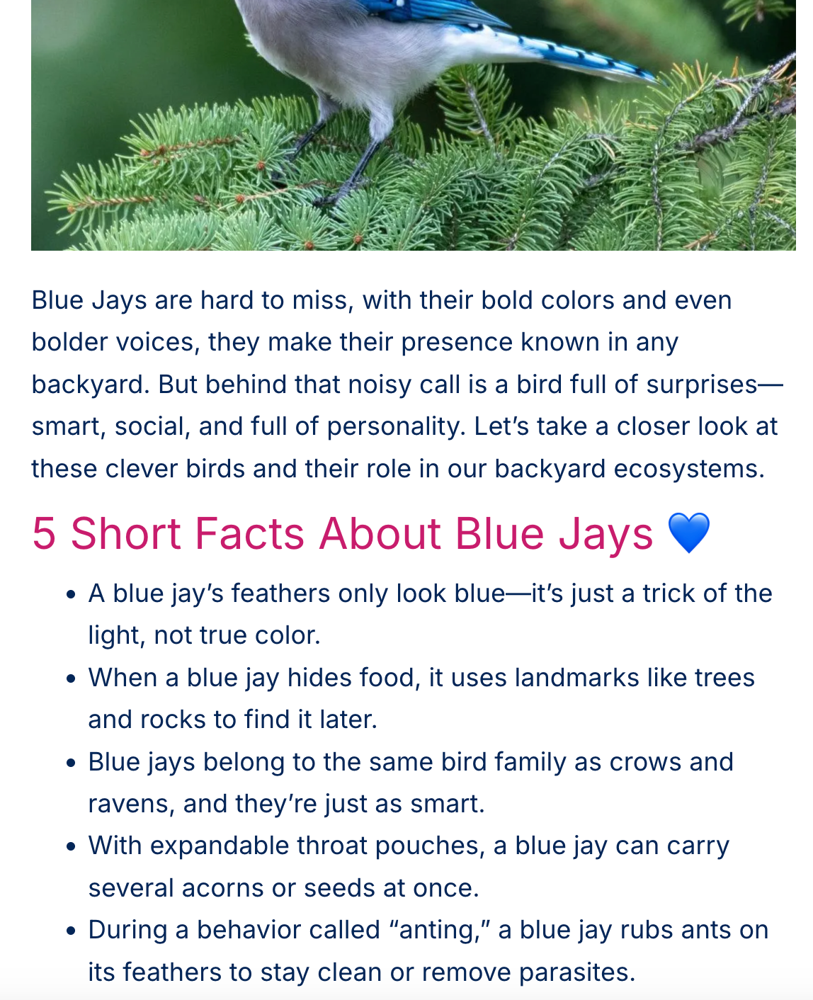 A blue jay perched on a branch; text lists five facts about them, including their color trick and family connection to crows.