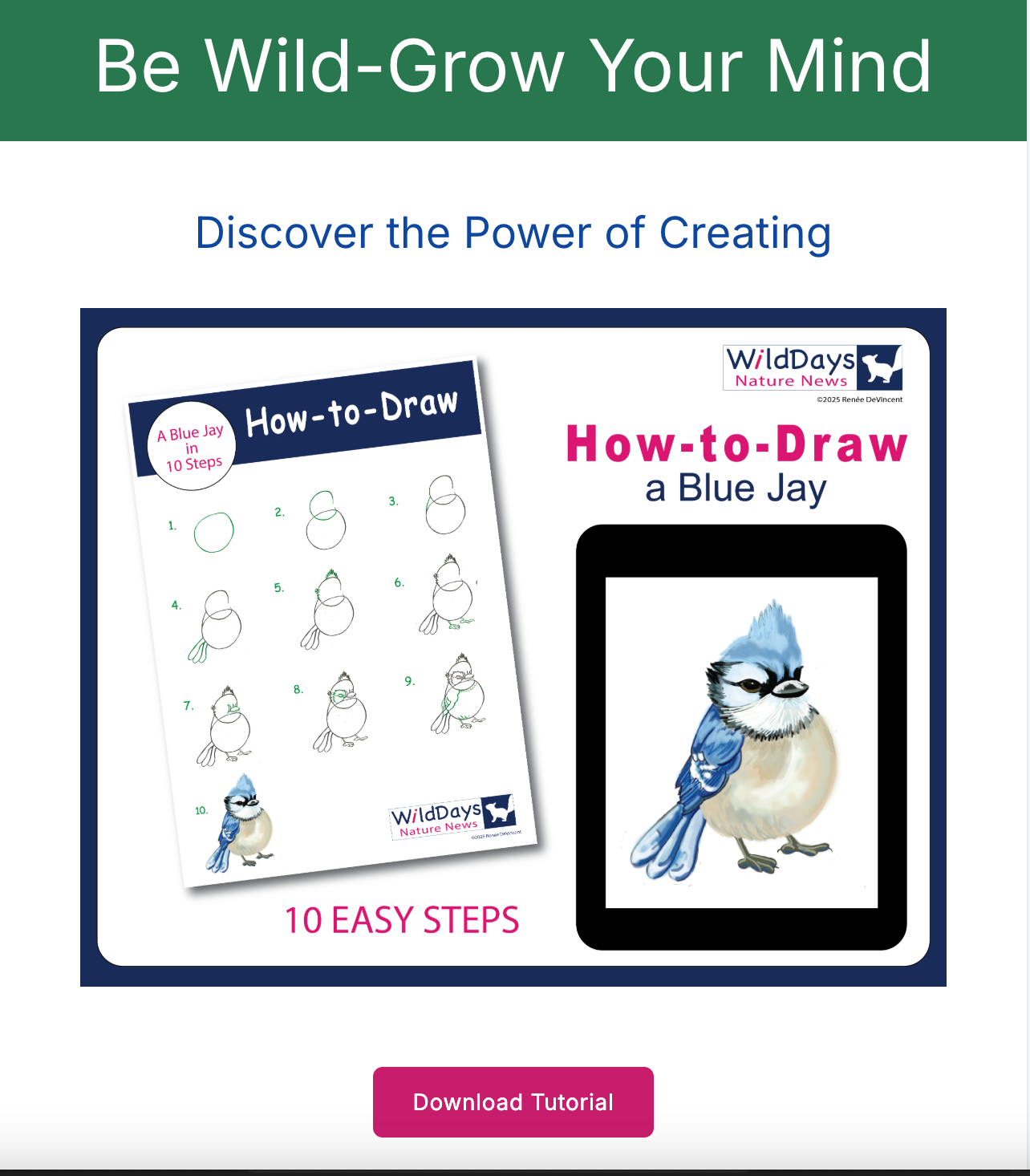 Advertisement for a tutorial on drawing a blue jay. The tutorial features a guide with 10 easy steps and a tablet displaying the finished drawing.