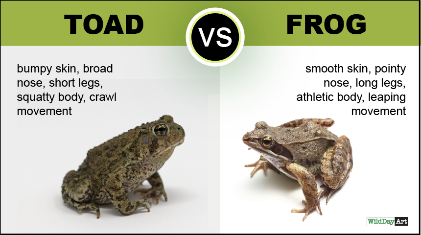 A comparison chart of a toad and a frog