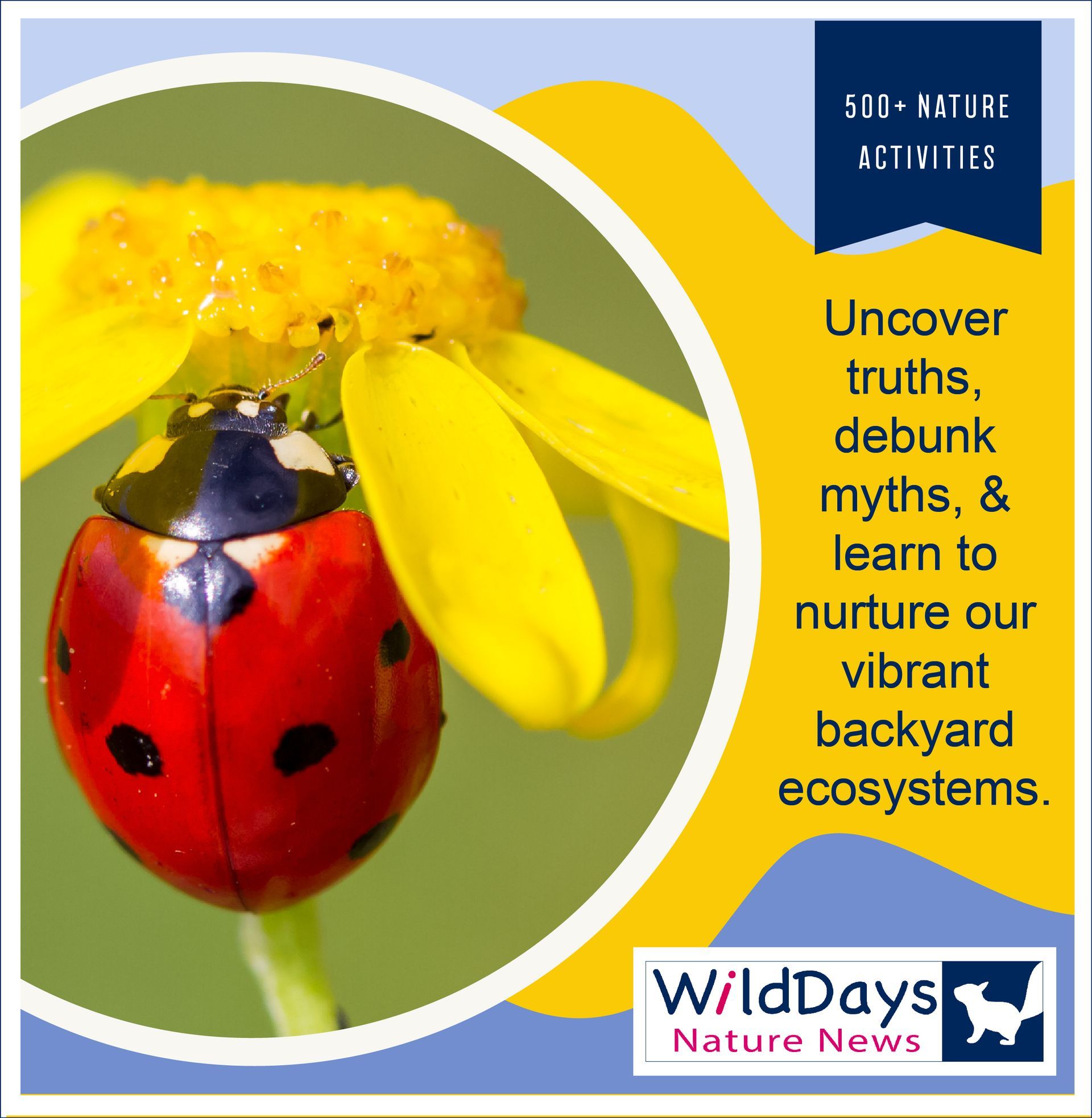 Ladybug on a yellow flower; a banner promoting 500 nature activities, debunking myths, and nurturing backyard ecosystems.