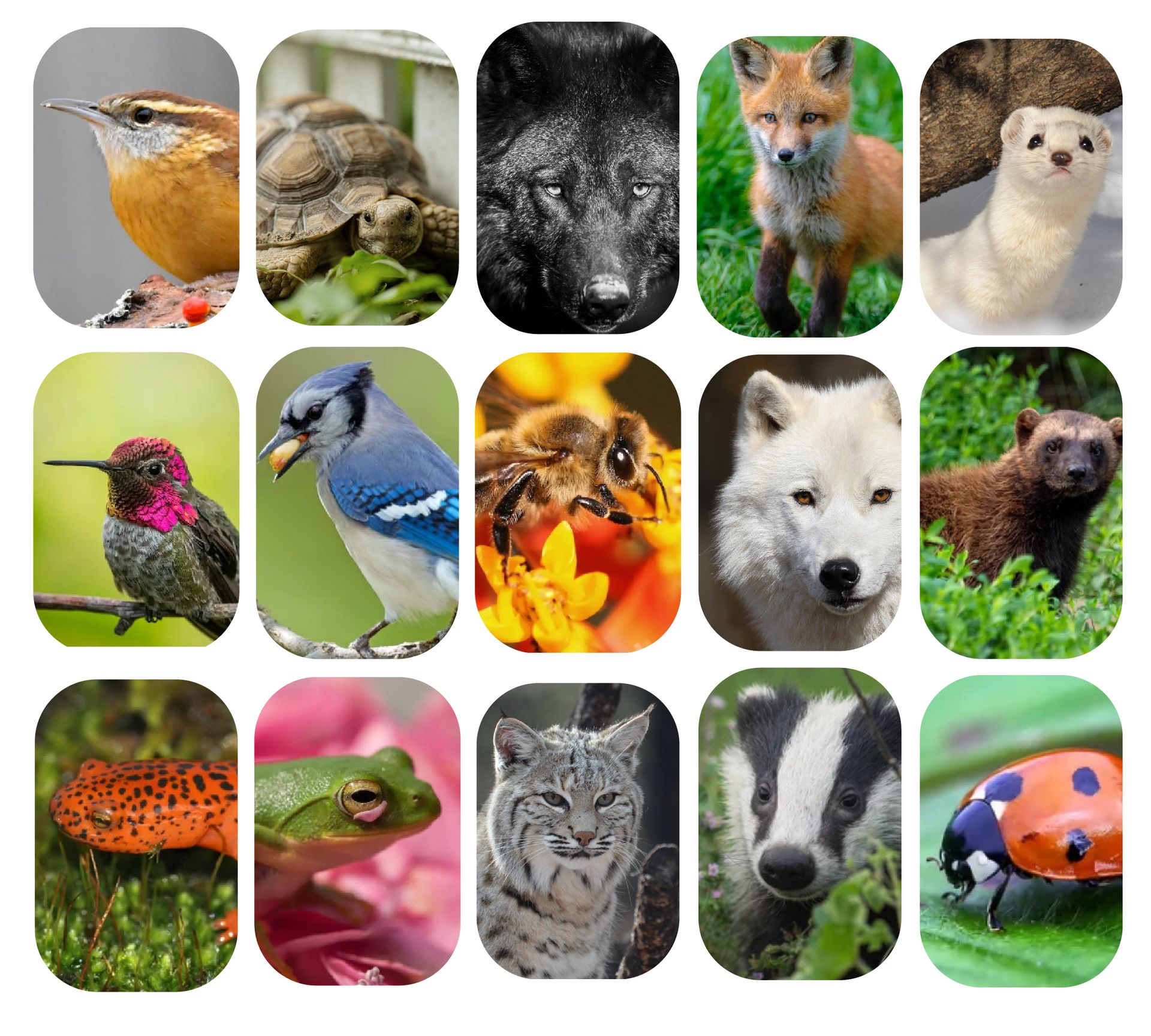 Collage of 15 colorful animal photos in rounded squares, including birds, reptiles, mammals, and insects.