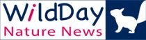 WildDay Nature News logo with blue and pink text and a white cat silhouette on a dark blue background