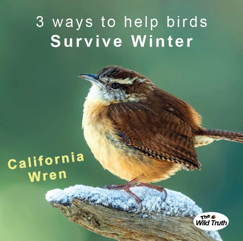 A California Wren perched on a snowy branch, text reads 