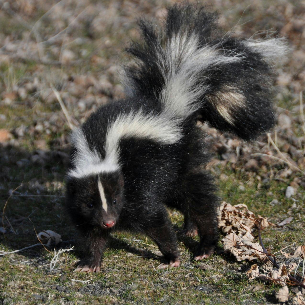 Striped skunk walking in a backyard at night – skunk facts for kids