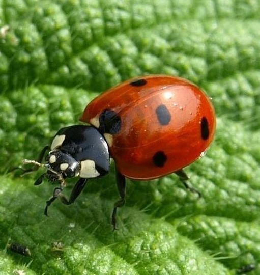 Seven Spotted Adult Ladybug
