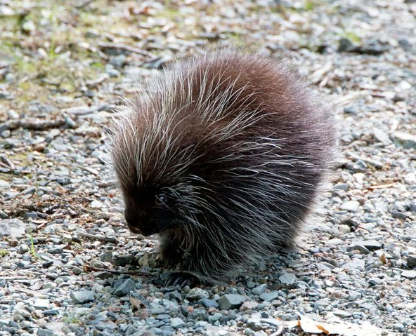 Porcupine with dark brown fur and quills, walking on rocky ground.