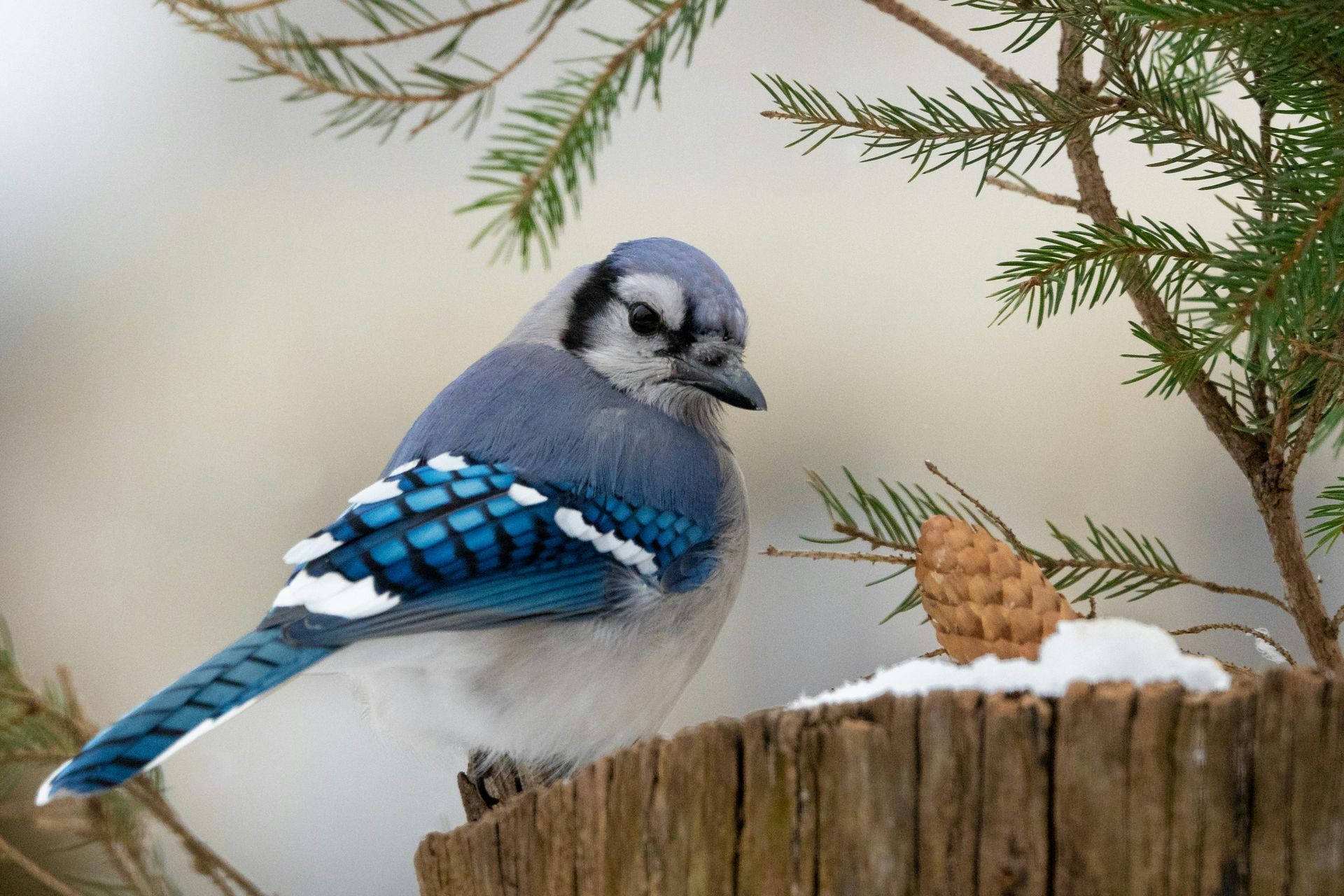 A blue jay perched on a tree stump next to a pine cone.