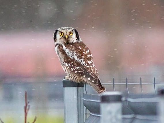 Northern Hawk-Owl