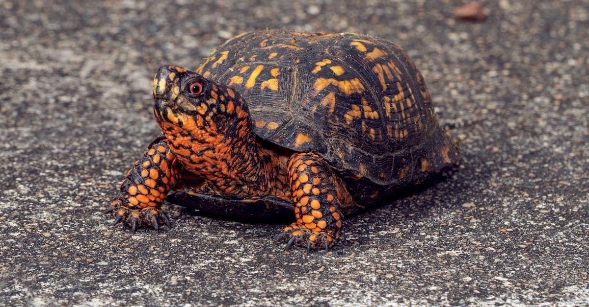 Eastern Box Turtle