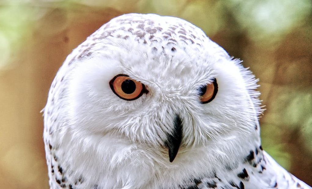 Snowy Owl