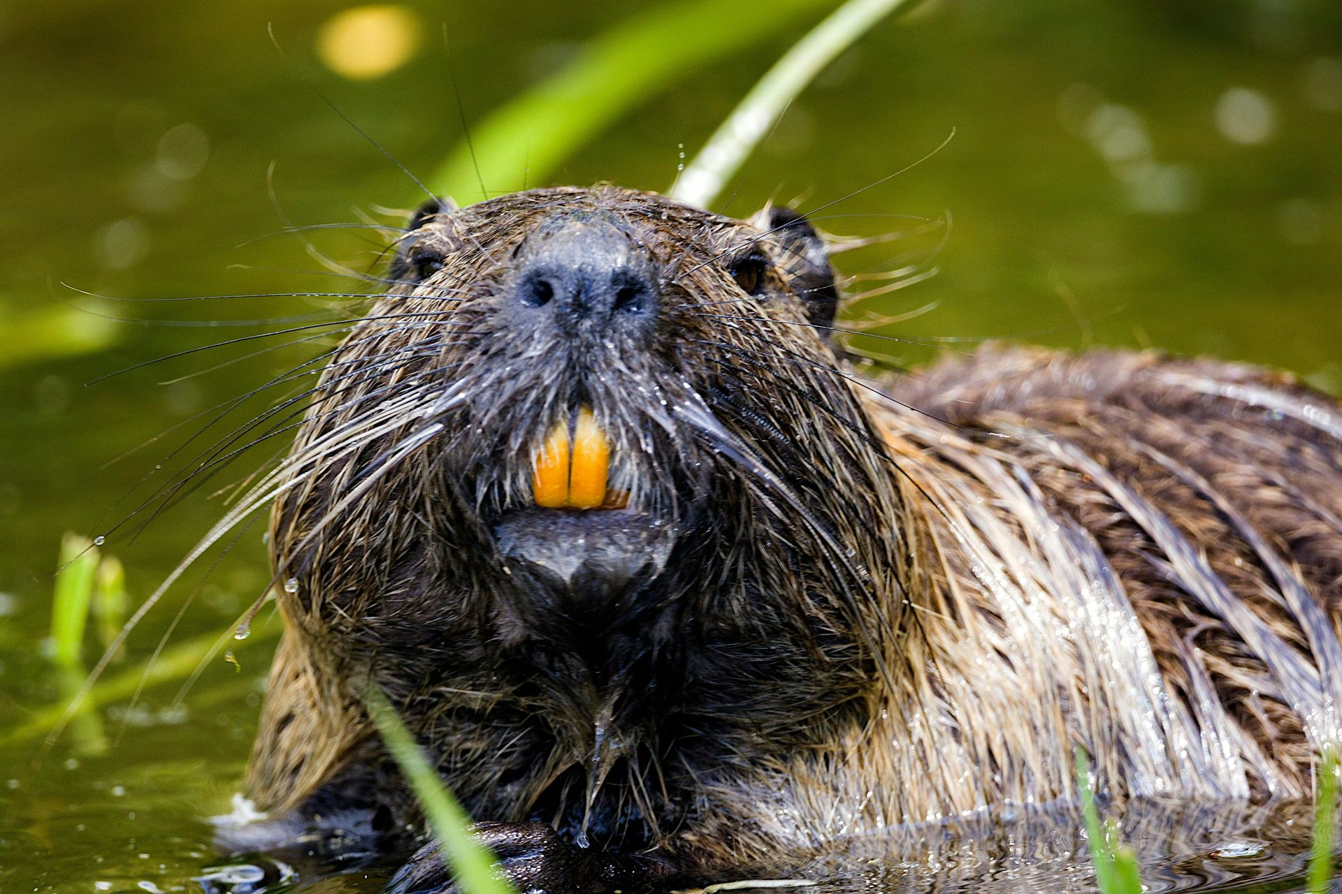 Nutria, wet fur and orange teeth, in water among green reeds.