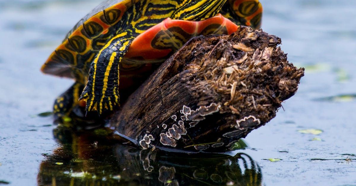 Painted Turtle on log