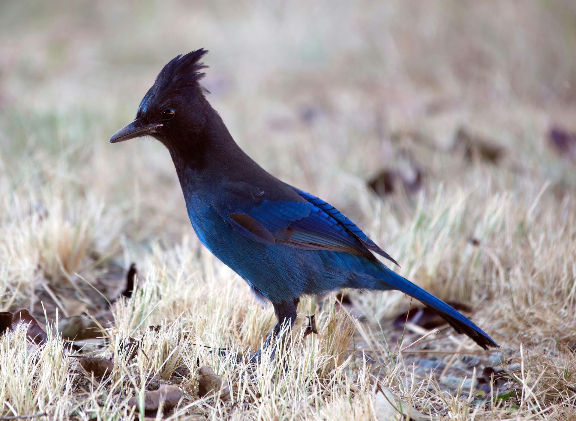 Steller Jay