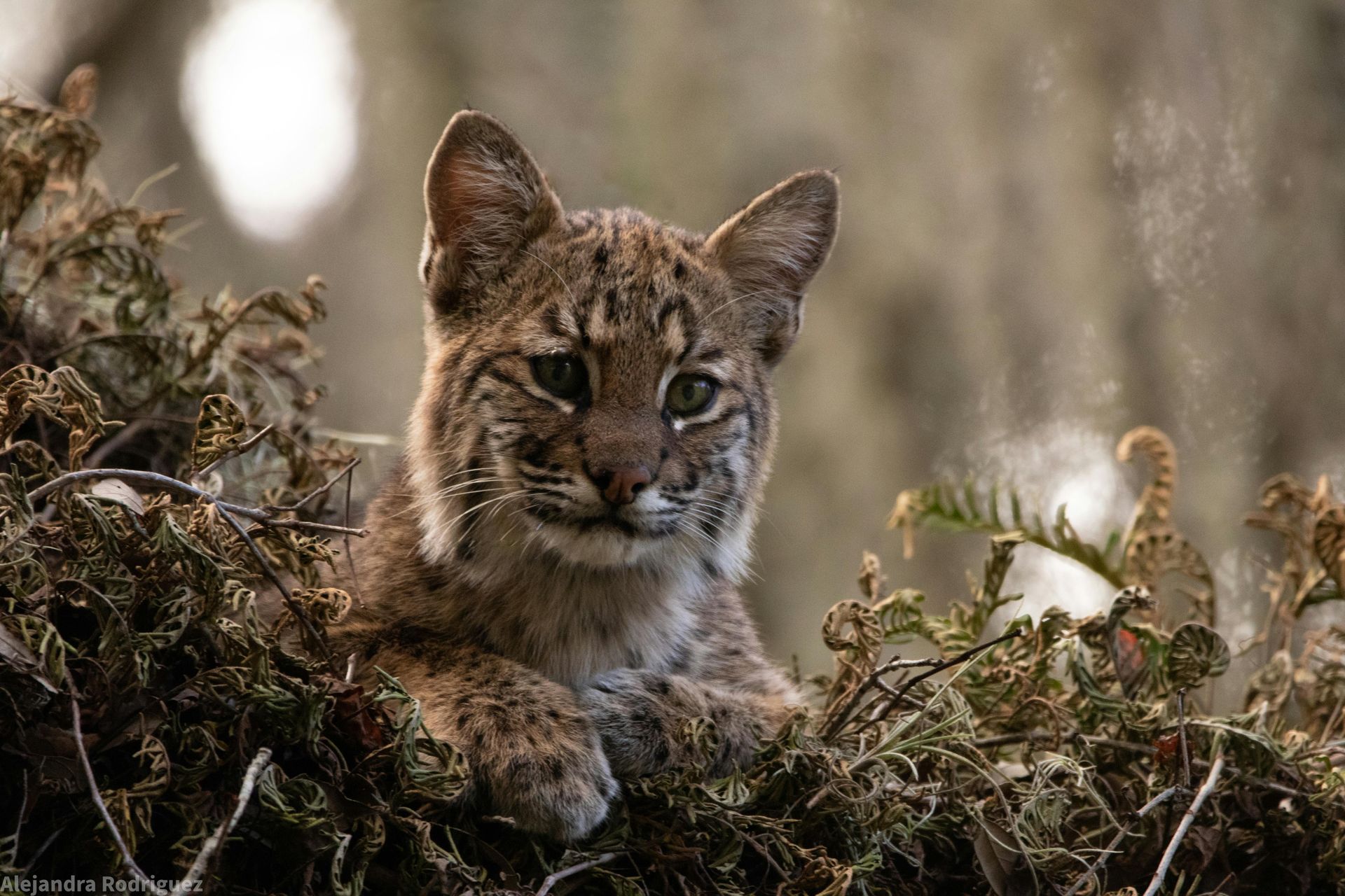 A lynx cub is laying in a bush and looking at the camera.