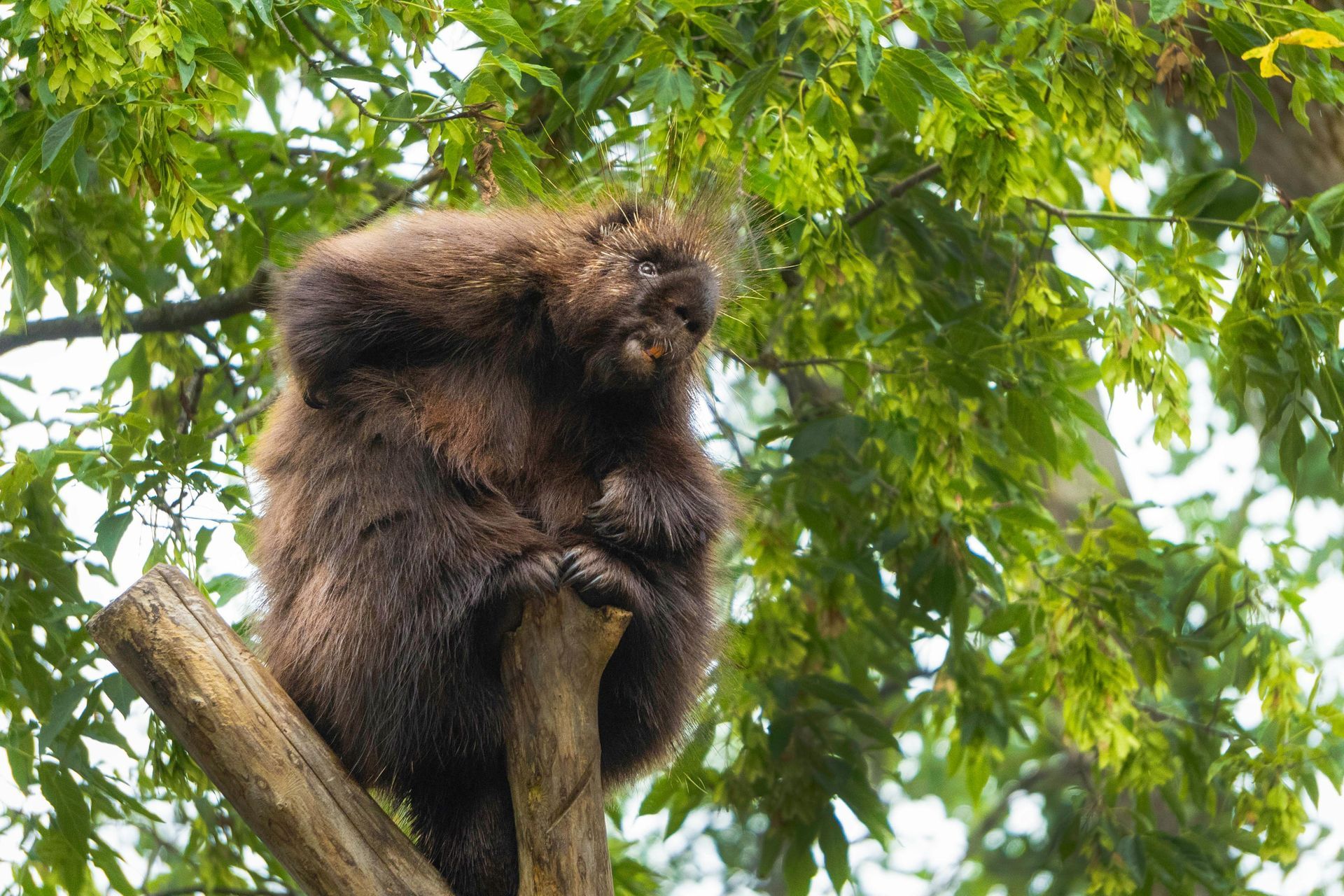 Porcupine perched on a tree branch, surrounded by green foliage.