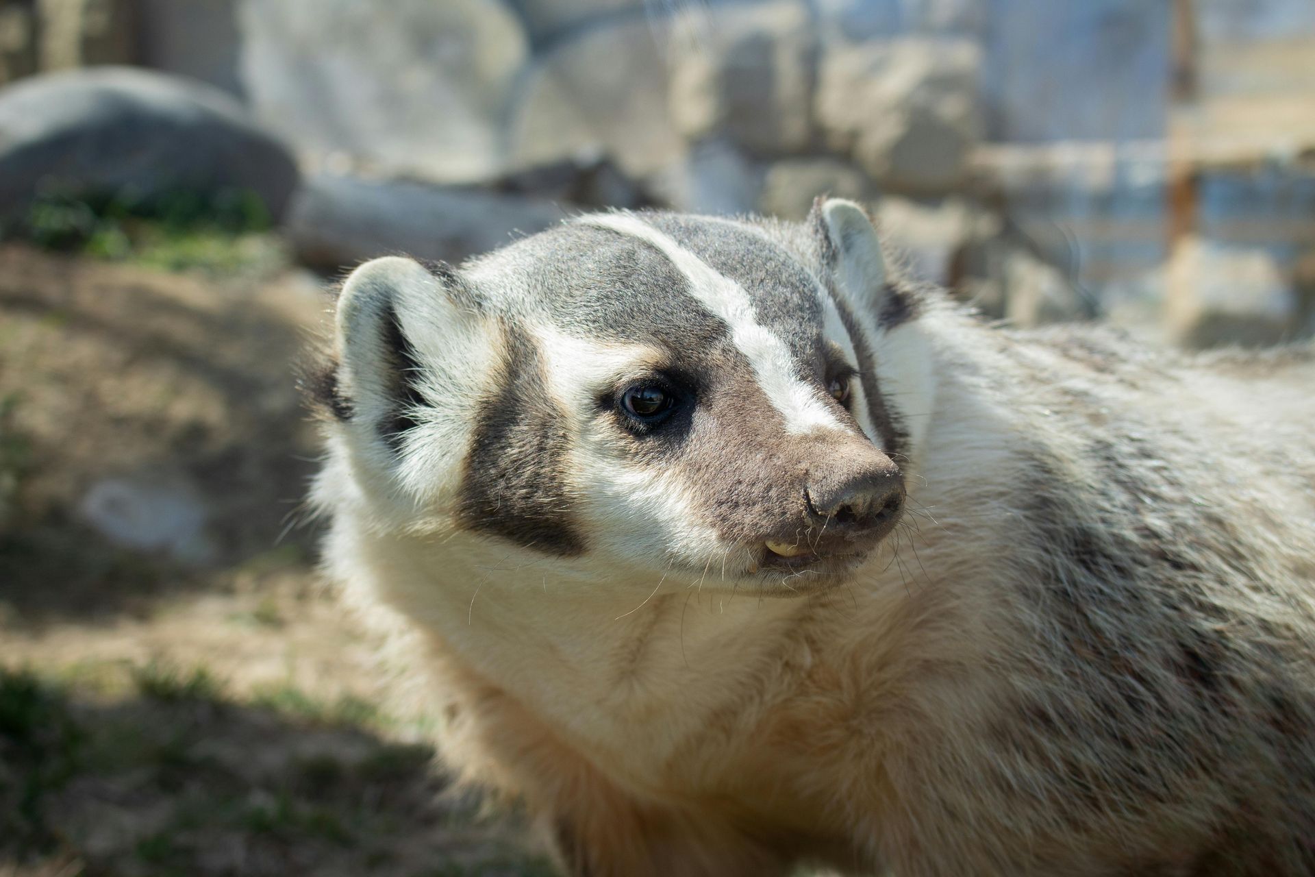 A North American badger with a white and grey face and body, looking right.
