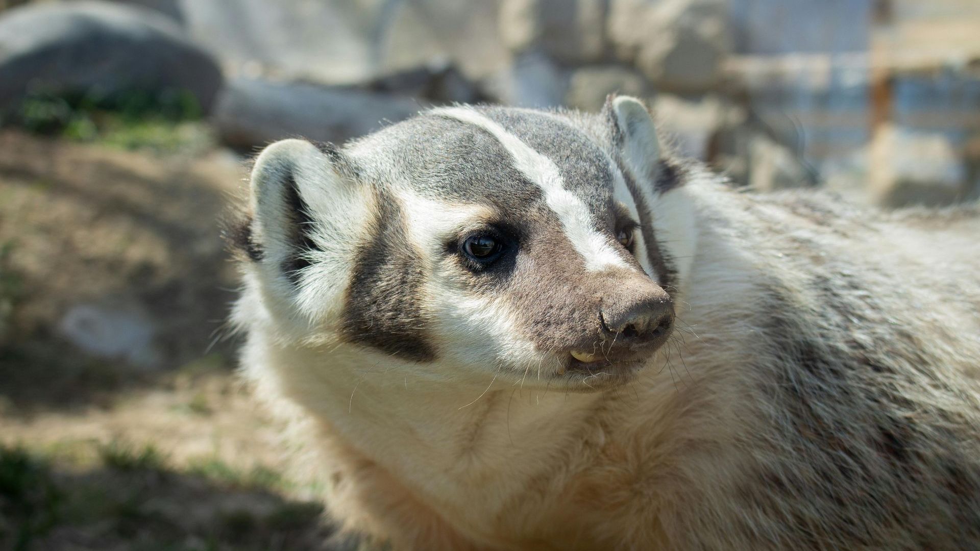 A badger is standing in the dirt and looking at the camera.