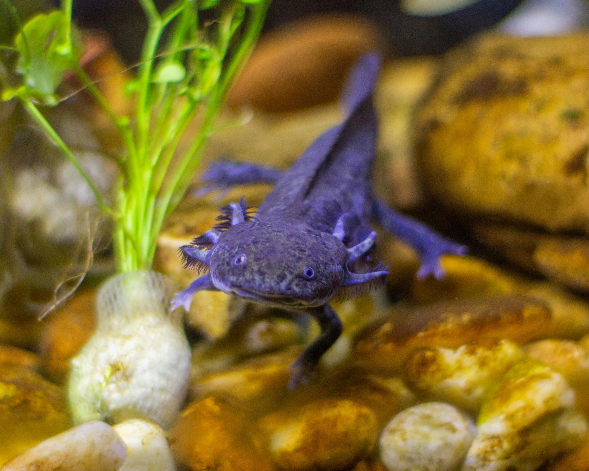 A purple axolotl is swimming in a tank with rocks and plants.