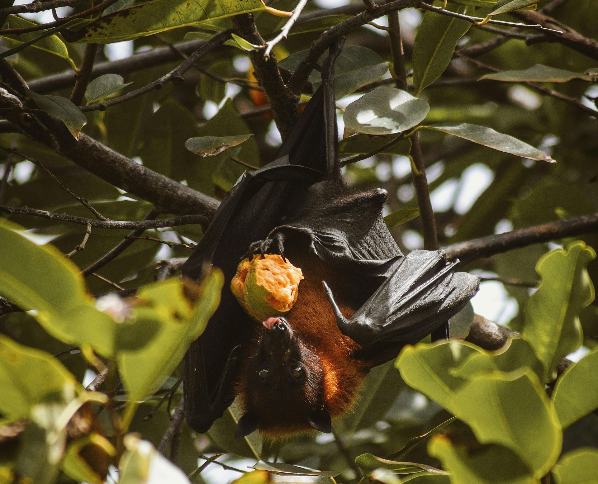 A bat is hanging upside down from a tree branch