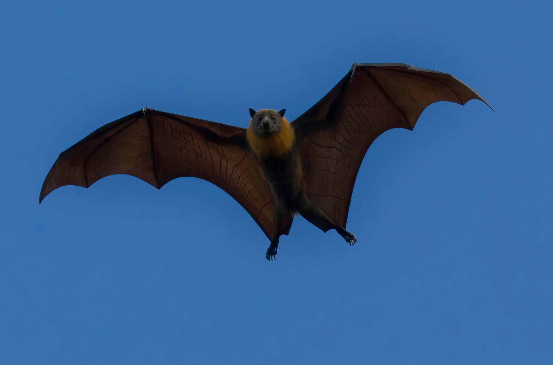 A bat is flying through a blue sky with its wings spread.